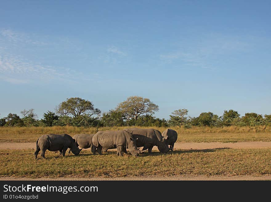 Rhino in Sabi Sand, South Africa