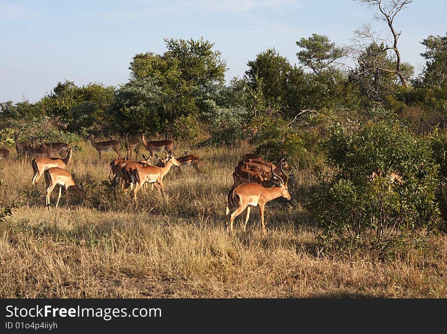 Impala in Sabi Sand, South Africa