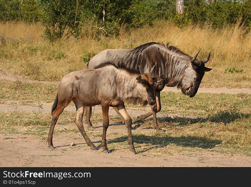 Blue Wildebeest in Sabi Sand Game Reserve