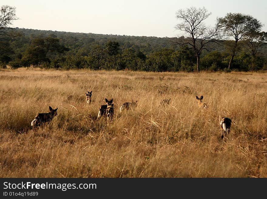 Wild dogs in South Africa