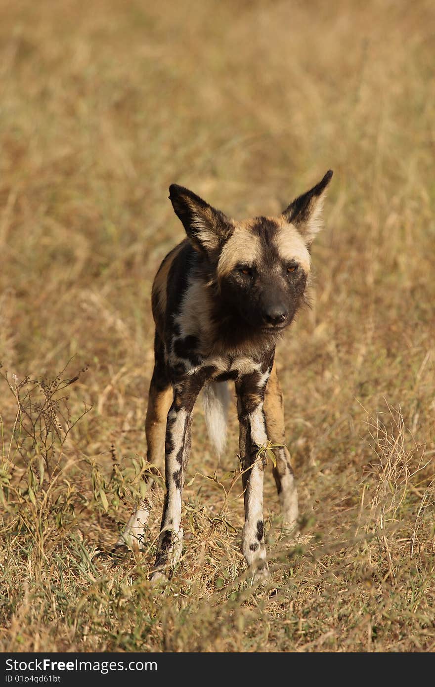 Wild dogs in South Africa