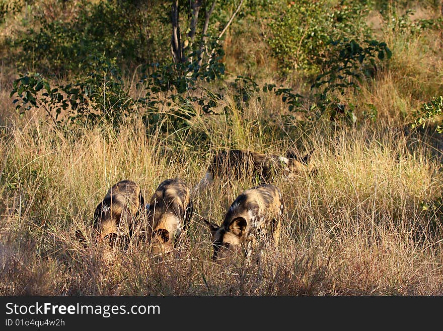 Wild Dogs In South Africa