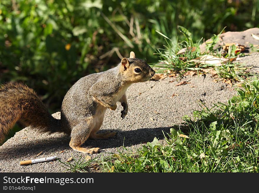 Squirrel left a cigarette after smoking. Squirrel left a cigarette after smoking