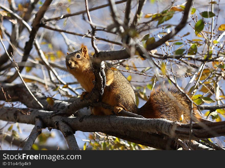 Fat Squirrel