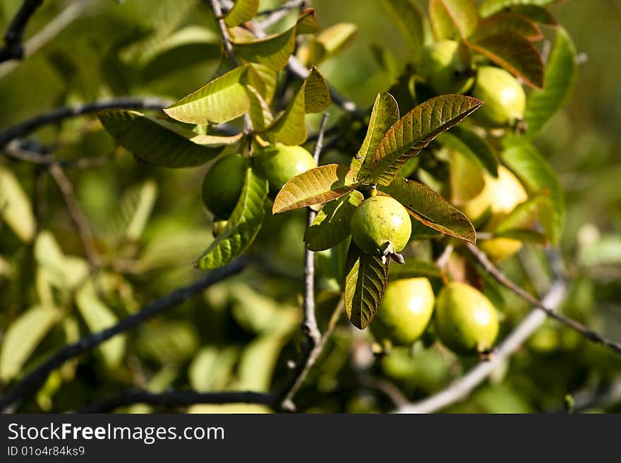 Ripe guavas, guava's hanging, ready to be harvested