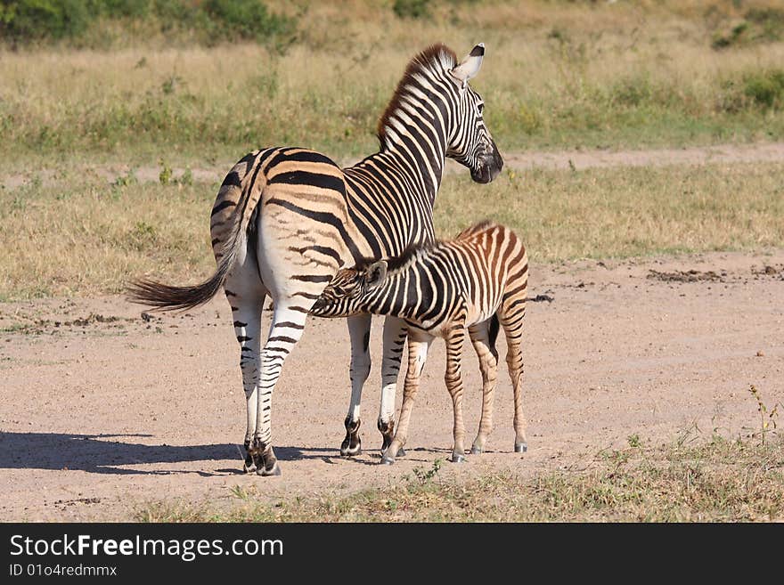 Zebra and calf