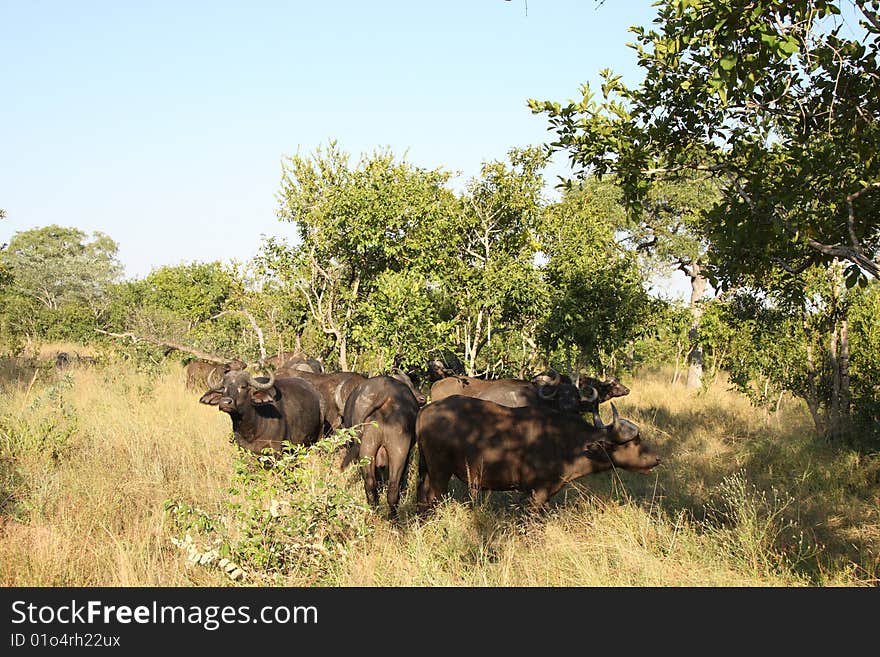 Bufallo In Sabi Sand Private Reserve