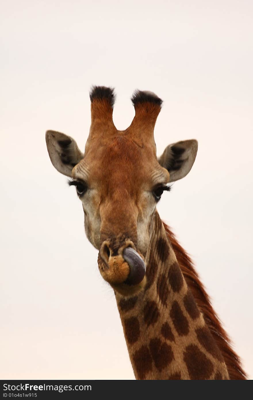 Giraffe in Sabi Sand Reserve, Africa