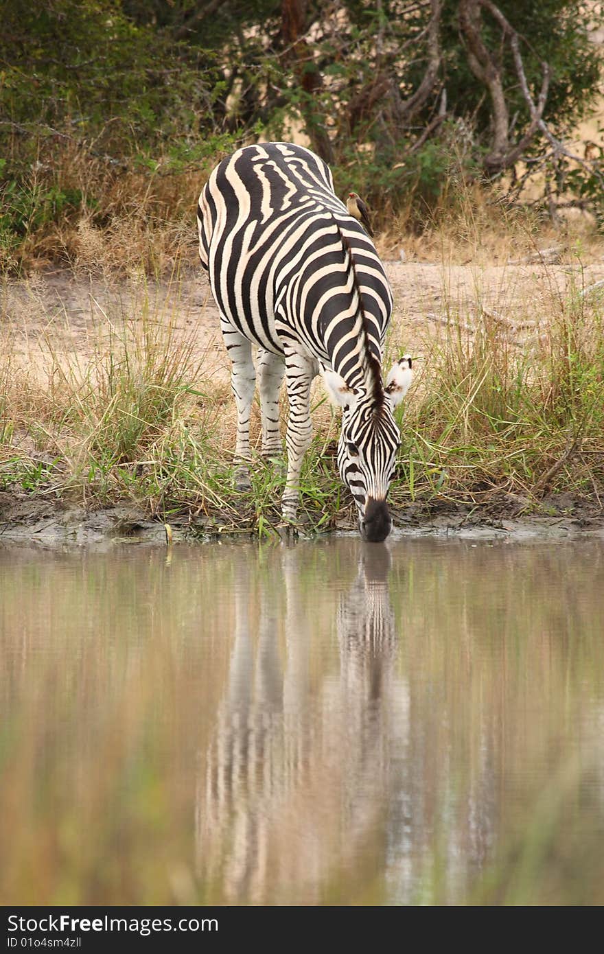 Zebra in Sabi Sand Reserve, South Africa