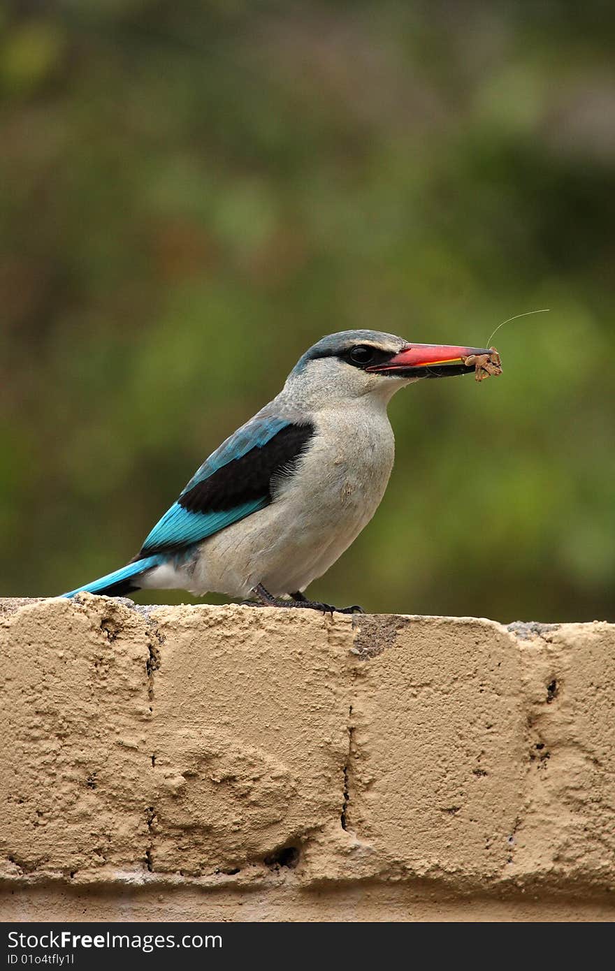 African Kingfisher Perched with dinner , South Africa