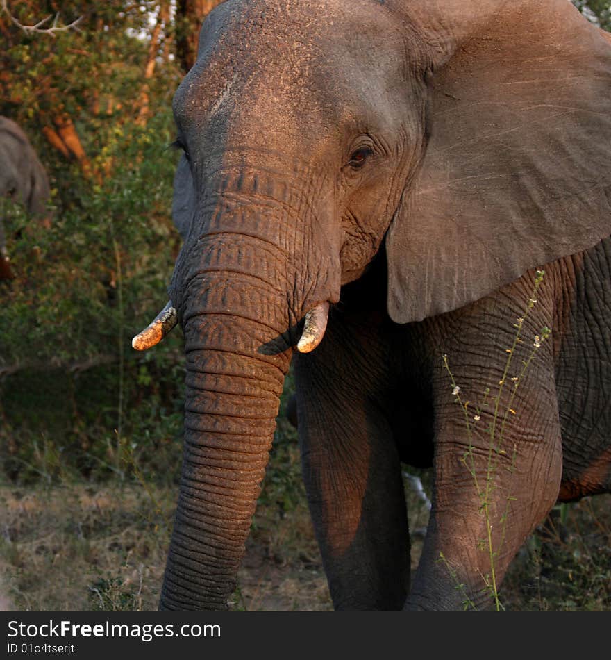 Elephants in the Sabi Sands Private Game Reserve