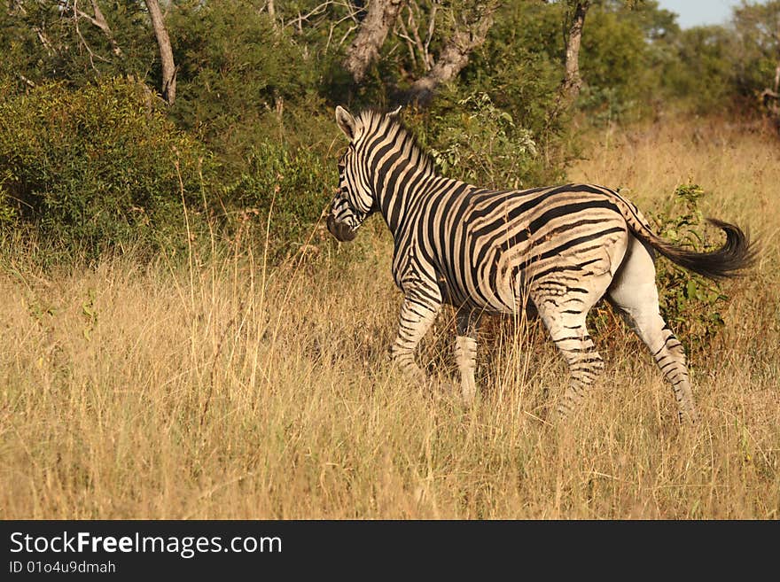 Zebra on Safari