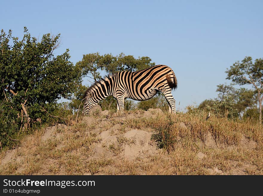 Zebra on Safari