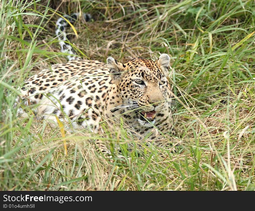 Leopard In Sabi Sand Private Reserve