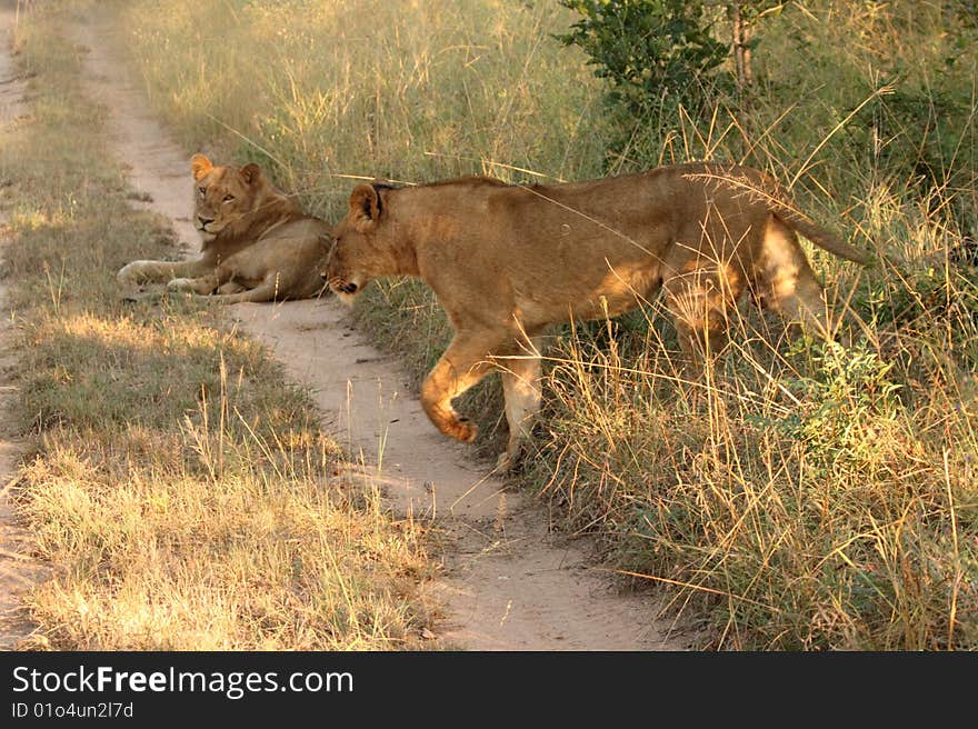 Lions in the Sabi Sand Game Reserve