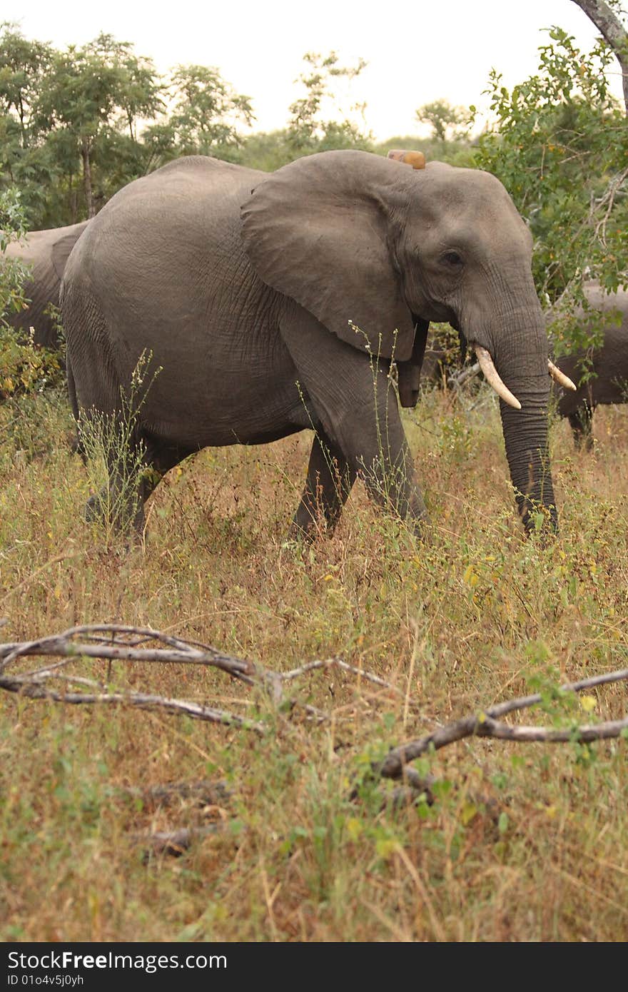 Elephants in the Sabi Sands Private Game Reserve