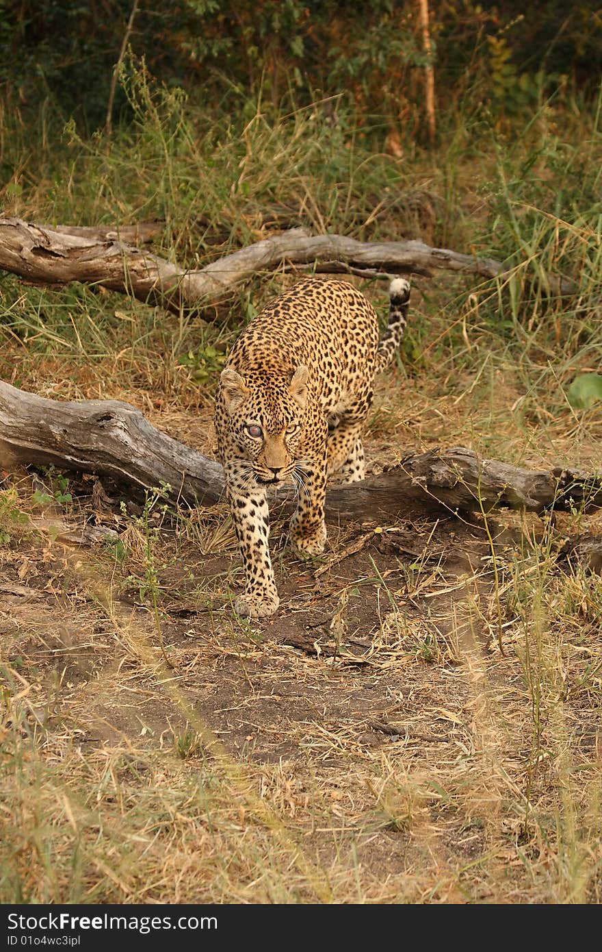 Leopard in Sabi Sand Private Reserve