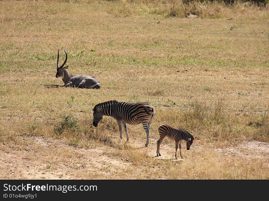 Waterbuck on Safari