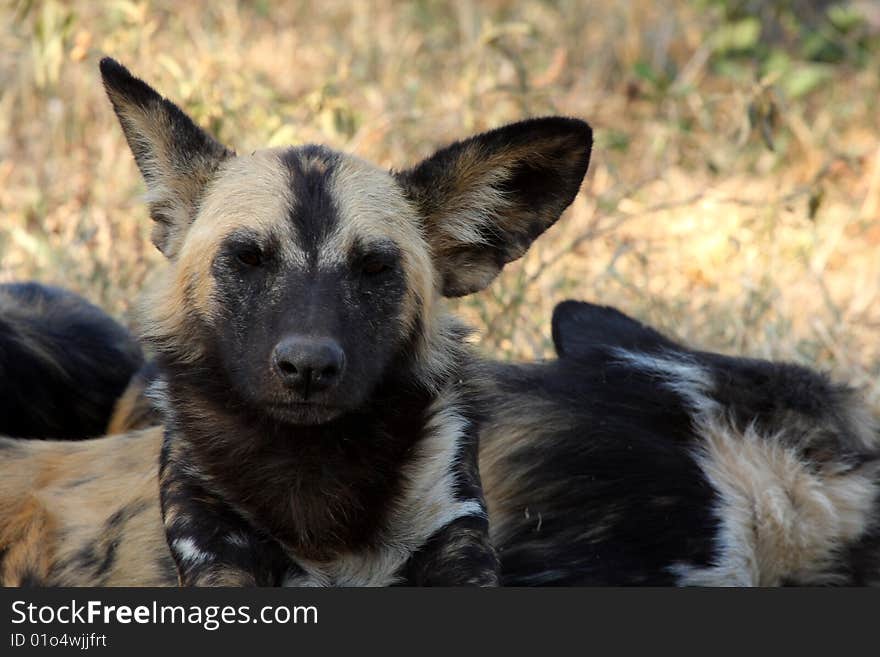 Wild Dogs In South Africa