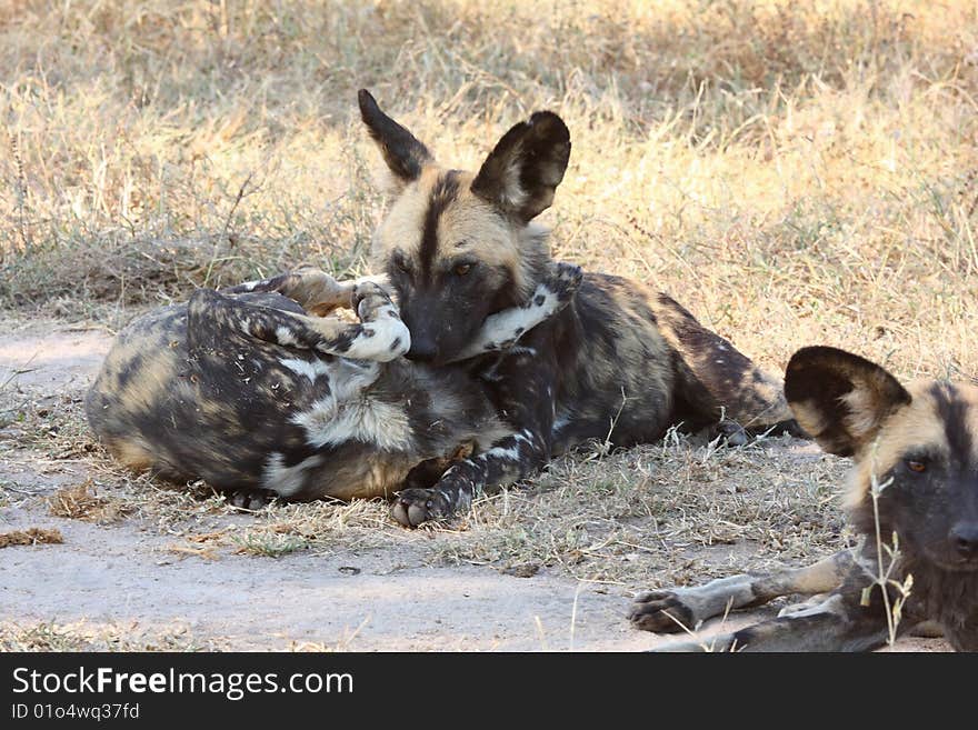 Wild dogs (painted) in Sabi Sand, South Africa. Wild dogs (painted) in Sabi Sand, South Africa