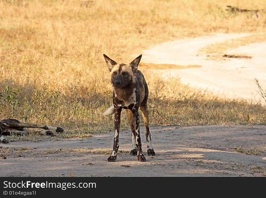 Wild dogs (painted) in Sabi Sand, South Africa. Wild dogs (painted) in Sabi Sand, South Africa