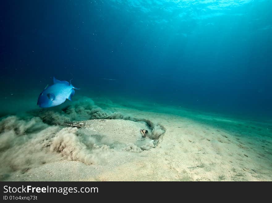 Ocean, sun and porcupine ray taken in the red sea.