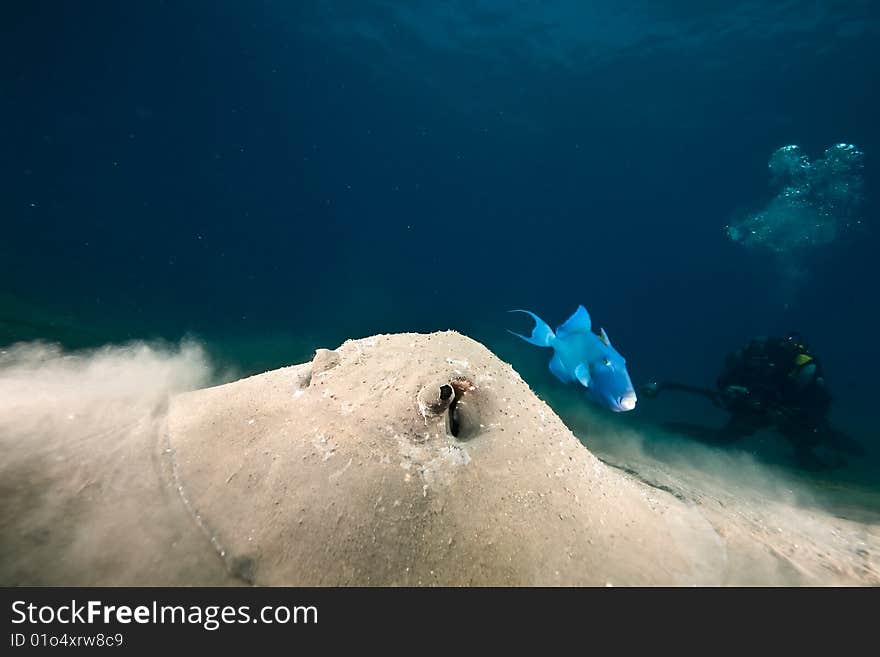 Ocean, sun and porcupine ray taken in the red sea.