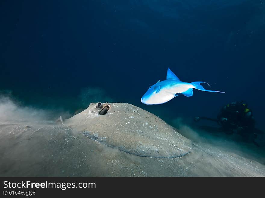 Ocean, sun and porcupine ray taken in the red sea.