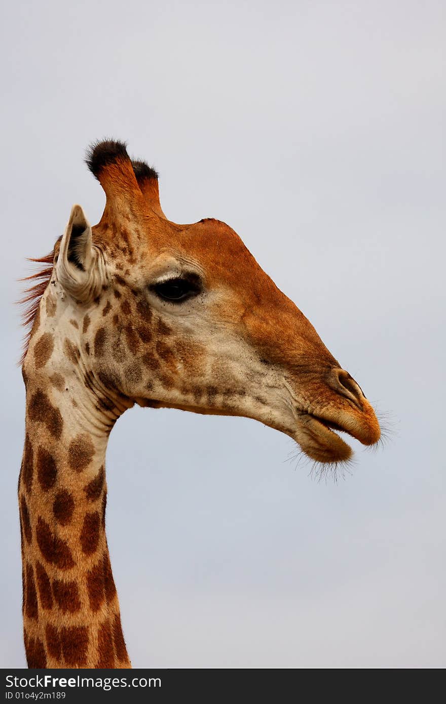 Giraffe in Sabi Sand Reserve, South Africa