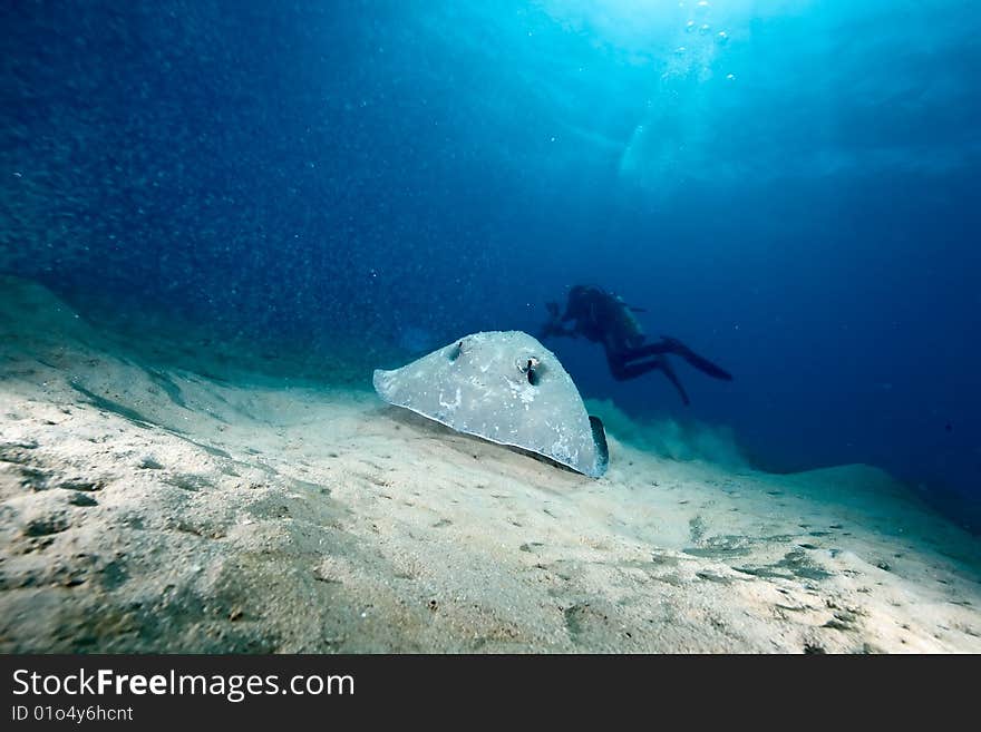 Ocean, sun and porcupine ray taken in the red sea.