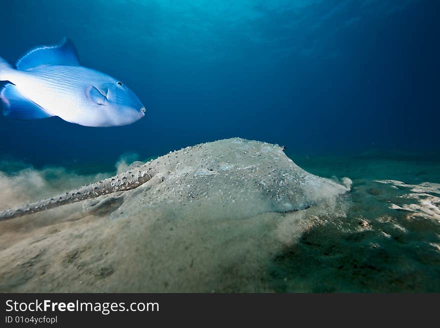 Ocean, sun and porcupine ray taken in the red sea.