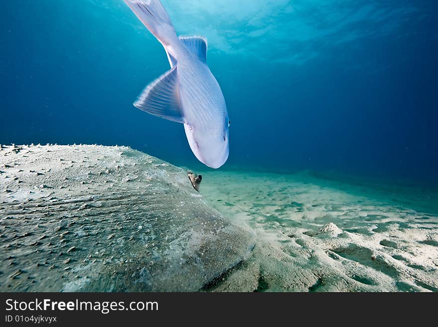 Ocean, sun and porcupine ray taken in the red sea.