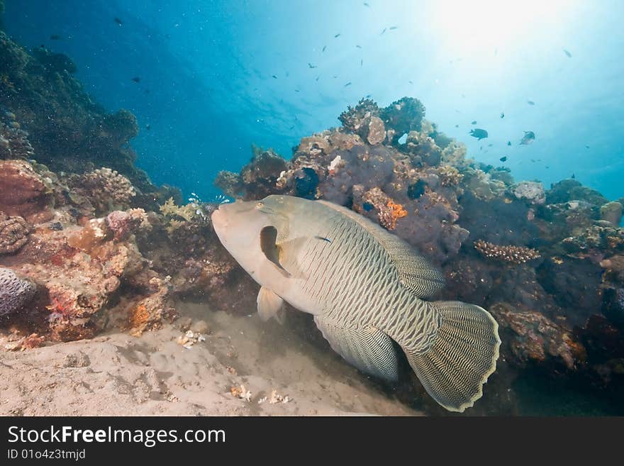 Ocean, sun and napoleonfish taken in the red sea.