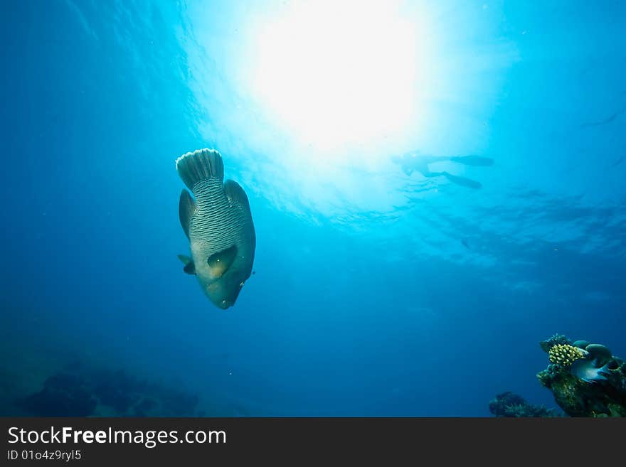 Ocean, sun and napoleonfish taken in the red sea.