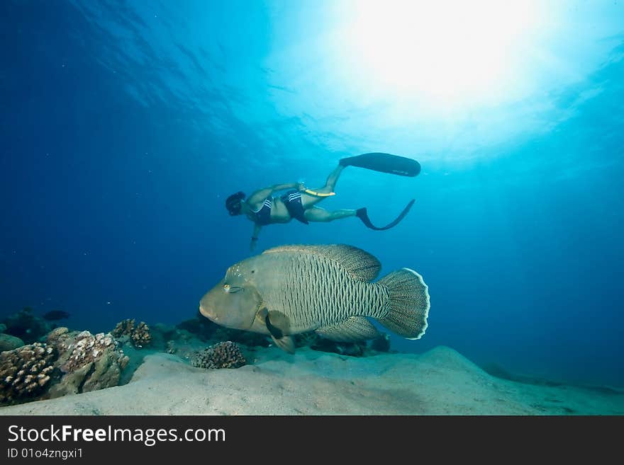 Ocean, sun , napoleonfish and a freediver