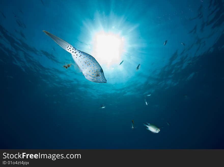 Ocean, sun and  filefish taken in the red sea. Ocean, sun and  filefish taken in the red sea.