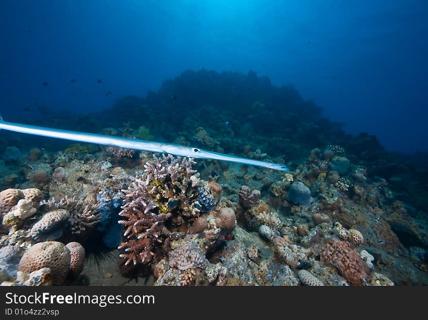 Ocean, sun and cornetfish taken in the red sea.