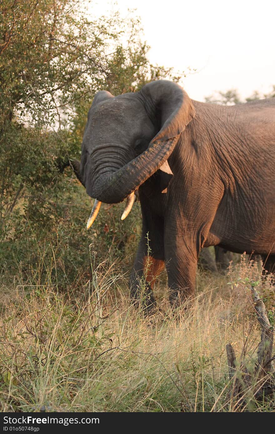 Elephants in the Sabi Sands Private Game Reserve