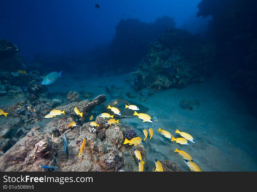 Ocean, coral and fish taken in the red sea.