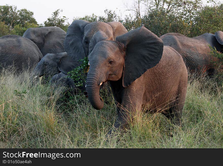 Elephants in the Sabi Sands Private Game Reserve