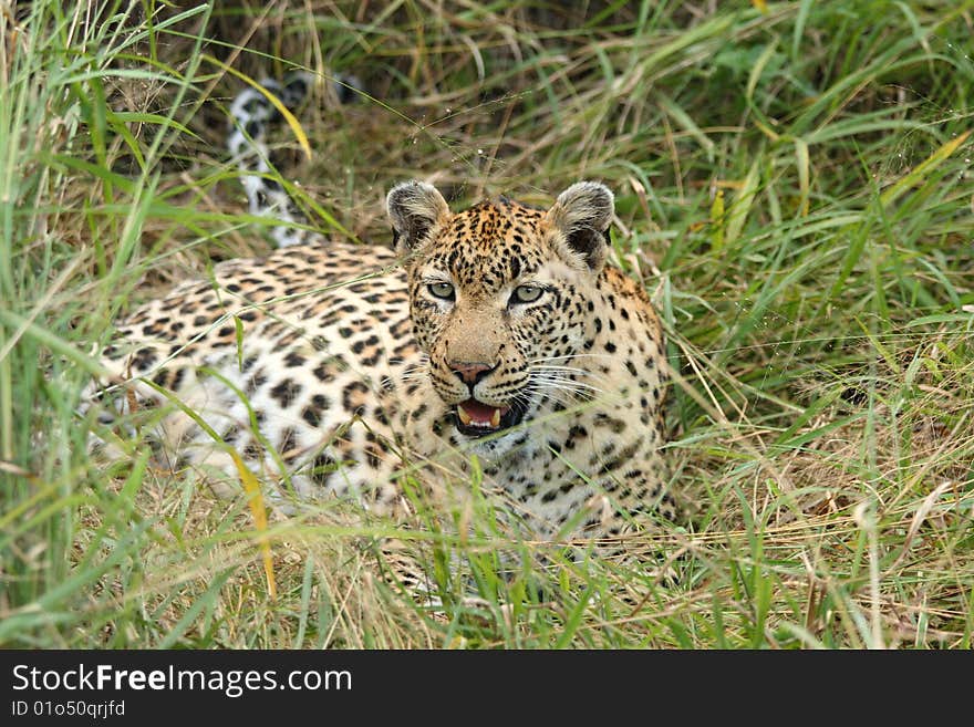 Leopard in Sabi Sand Private Reserve