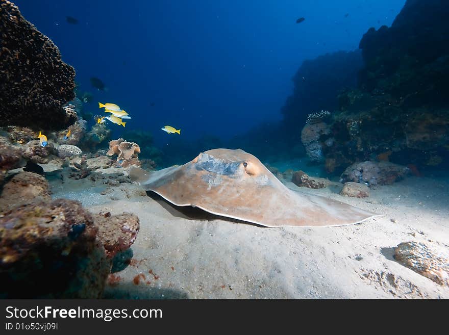 Ocean, coral and  feathertail stingray taken in the red sea. Ocean, coral and  feathertail stingray taken in the red sea.