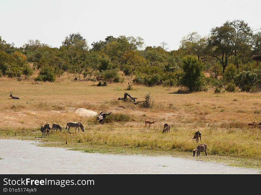 Safari watering hole, Zebra Waterbuck. Safari watering hole, Zebra Waterbuck