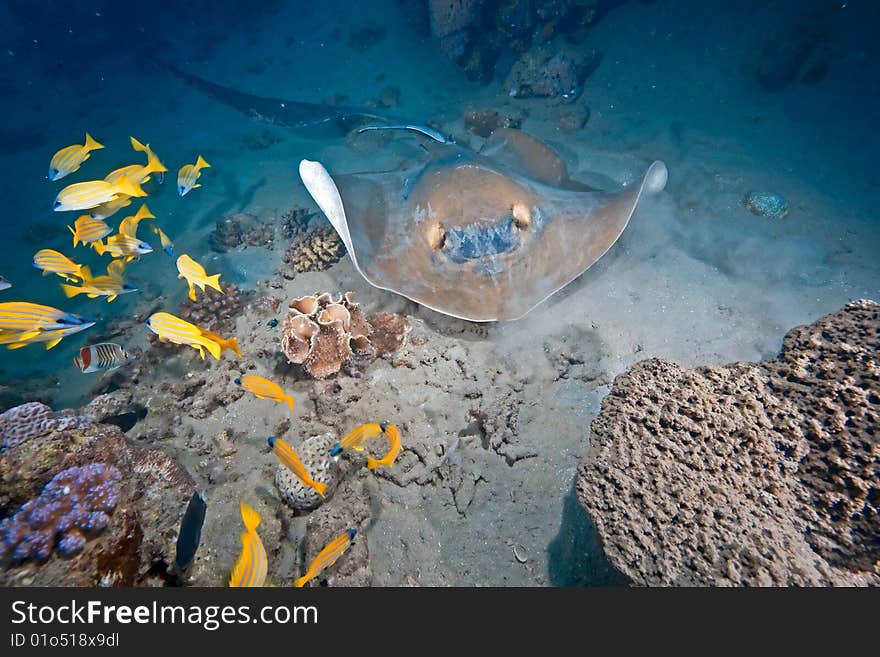 Ocean, coral and feathertail stingray