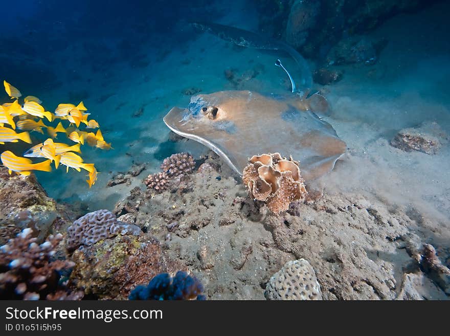 Ocean, coral and feathertail stingray