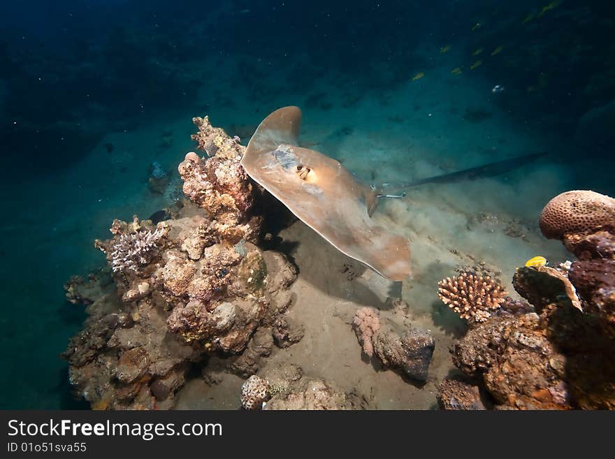 Ocean, coral and  feathertail stingray taken in the red sea. Ocean, coral and  feathertail stingray taken in the red sea.