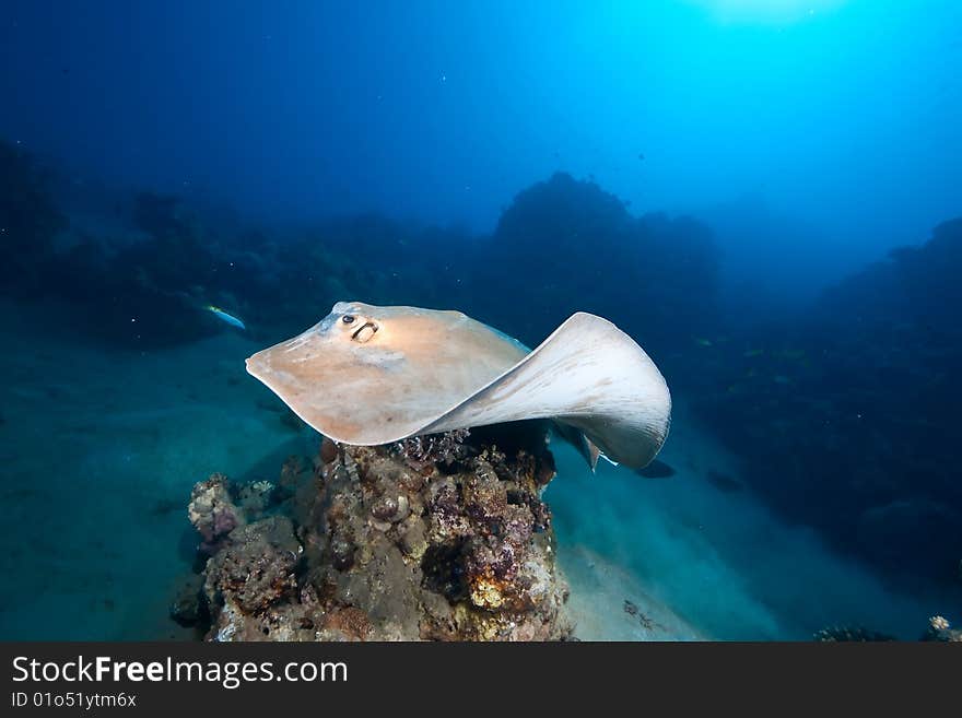 Ocean, coral and feathertail stingray taken in the red sea.