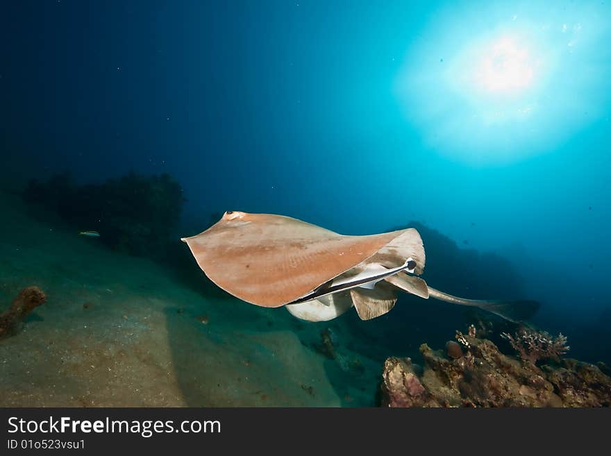 Ocean, coral and feathertail stingray taken in the red sea.