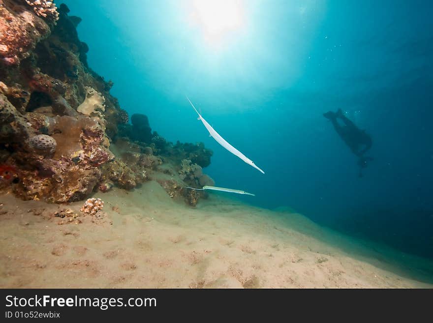 Ocean, sun and diver taken in the red sea.