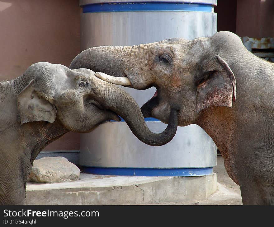 A Couple of Elephants in Moscow Zoo. A Couple of Elephants in Moscow Zoo